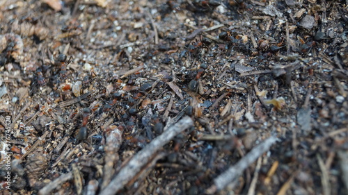 ants running around building an anthill 
