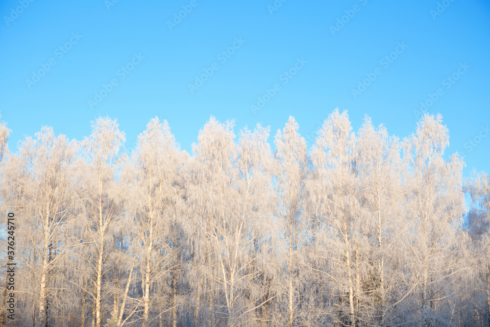 Frost covered birch tree against blue sky Frost covered birch tree against blue sky