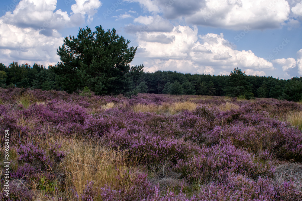 Heather field nature scenery in Weerterheide photo made outside on 2 september 2020 Heather field nature scenery in Weerterheide photo made outside on 2 september 2020