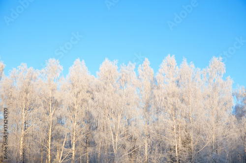 Frost covered birch tree against blue sky