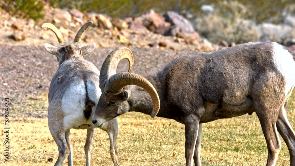 Wild Sheep in Nevada USA Wild Sheep in Nevada USA