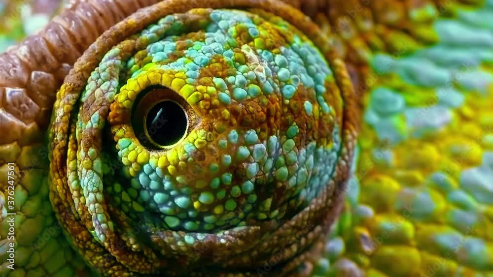 An extreme close-up of a Chameleon's eye moving around.