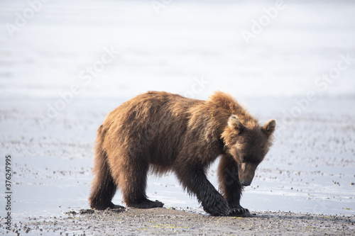 Alaska, Lake Clark National Park, Seward, Homer
