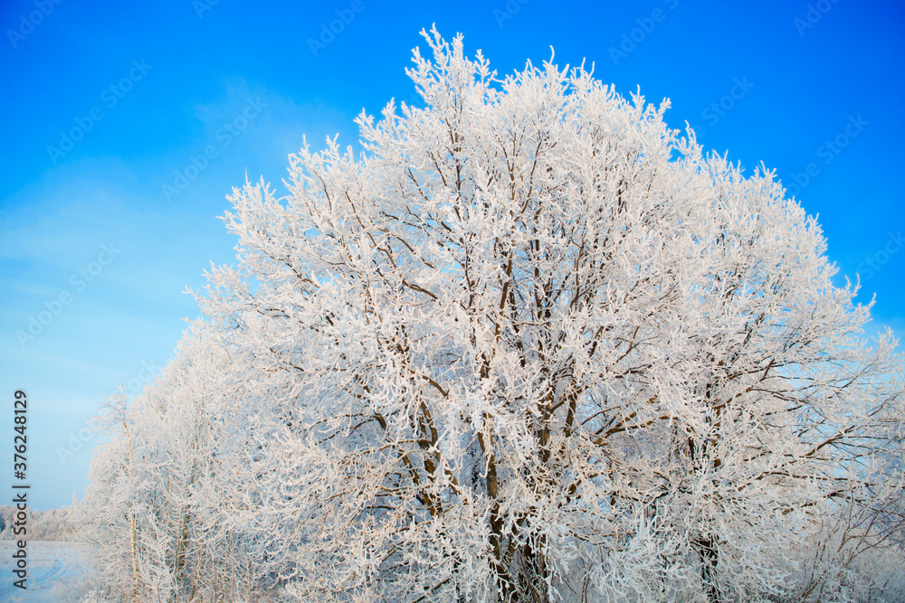 Snow and frost covered tree branches against blue sky Snow and frost covered tree branches against blue sky