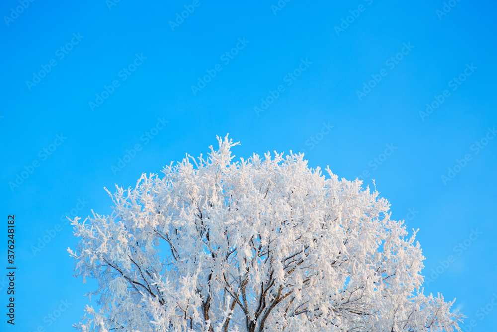 Snow and frost covered tree branches against blue sky