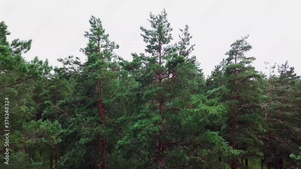 Aerial view of the pine tree. Starts from the top to the bottom.
