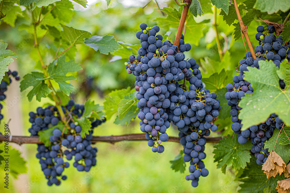 cabernet sauvignon blue grape