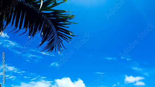 a coconut leaf on the blue sky and clouds with sunlight background.