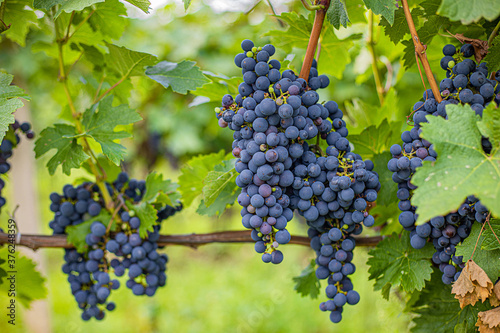 cabernet sauvignon blue grape