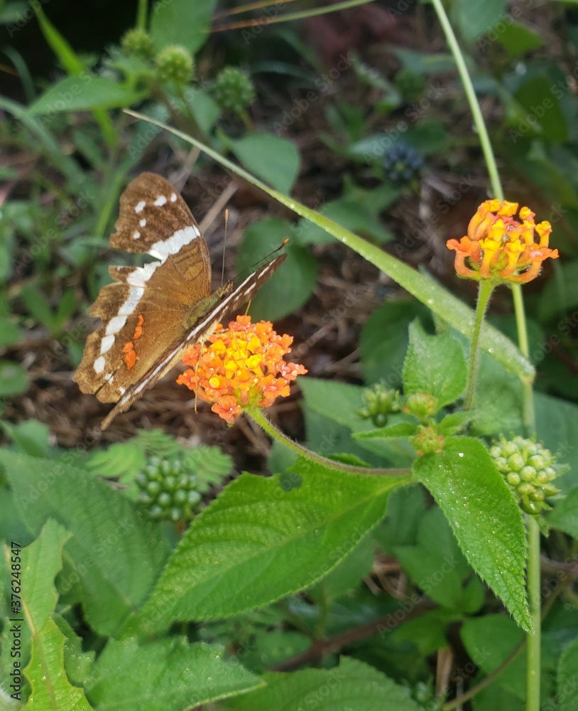 butterfly on flower butterfly on flower