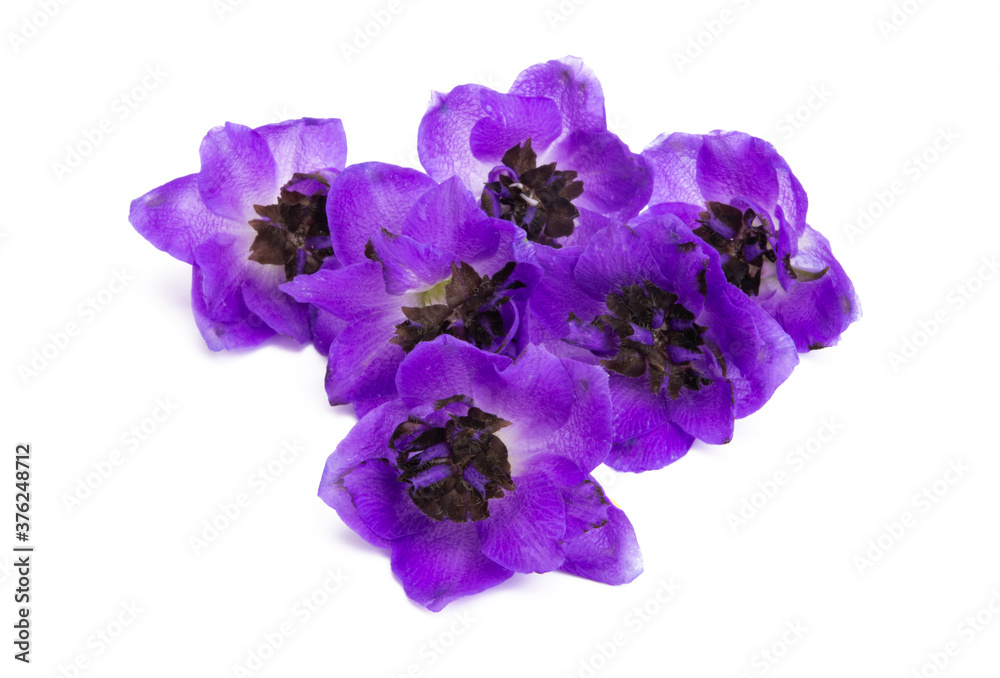 delphinium flower isolated delphinium flower isolated