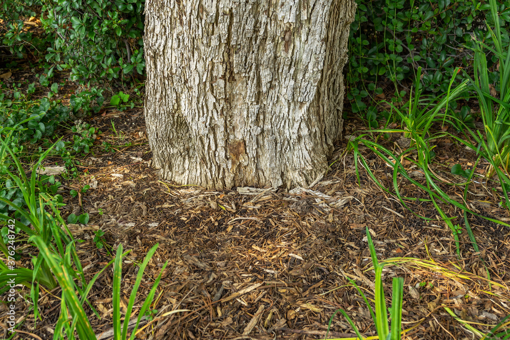 Tree trunk with wood chip mulch Tree trunk with wood chip mulch