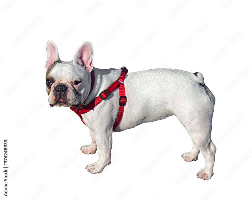Dog French Bulldog on white background
