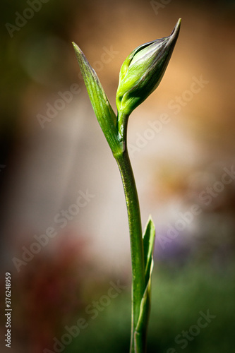 Wallpaper Mural Hosta Flowers Torontodigital.ca