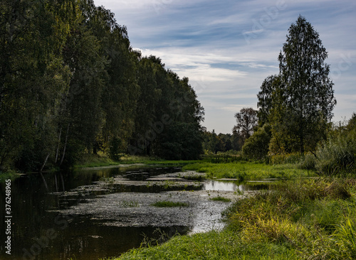 Small river in the forest