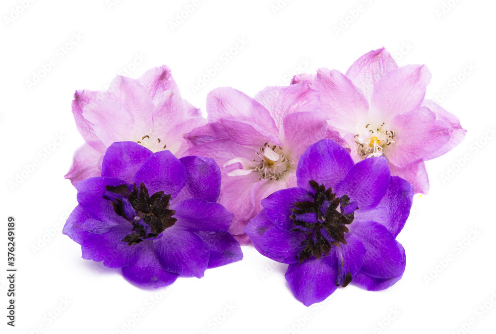 delphinium flower isolated