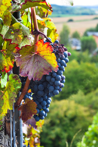 red wine grapes in vineyard, red grapes on vine, bunch of grapes, grapes on vine, red and white grapes on vine in vineyard 