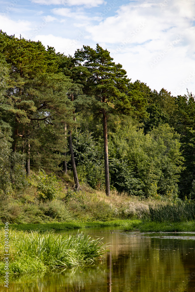 Fototapeta premium Small river in the forest