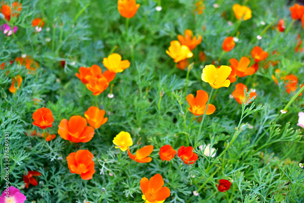 Flowers carpet Escholzia yellow and red flowers Flowers carpet Escholzia yellow and red flowers