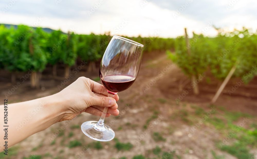 A woman tasting red wine, vineyard on background. Glass of red wine