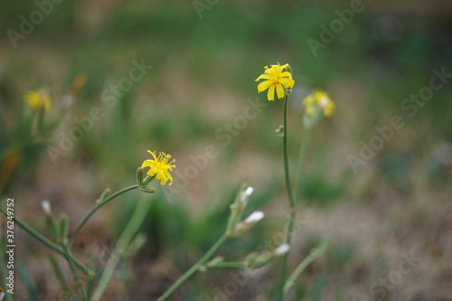 lovely small yellow flowers grow in summer garden © Omega