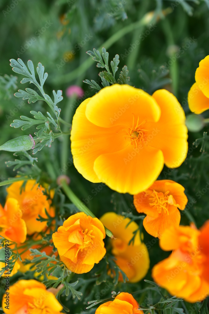 Fototapeta premium Yellow and red flowers Eshsholtsiya closeup in the green