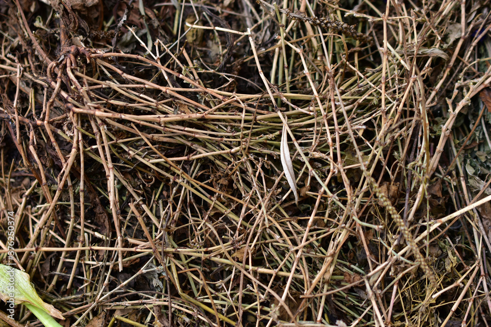 Background of dried grass and leaves of flowering plants