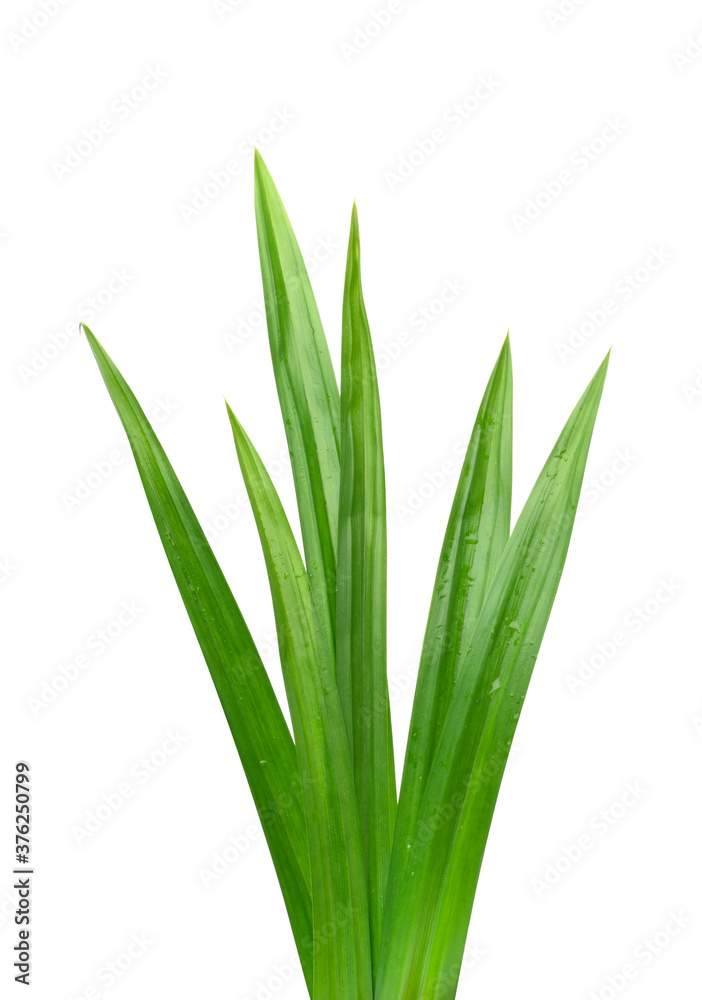 Fresh green Pandan (screwpine) leaves with water drops isolated on white background, Clipping path.