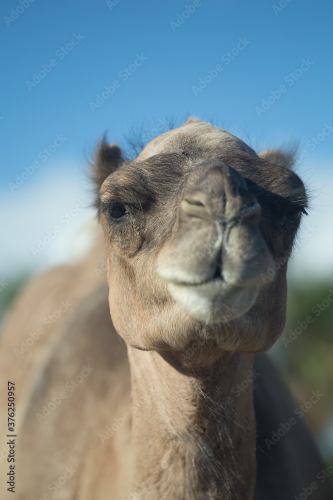 Obraz premium Animales en semilibertad descansando al aire libre, elefante, camello, leonas, cebra, ciervo, cabra