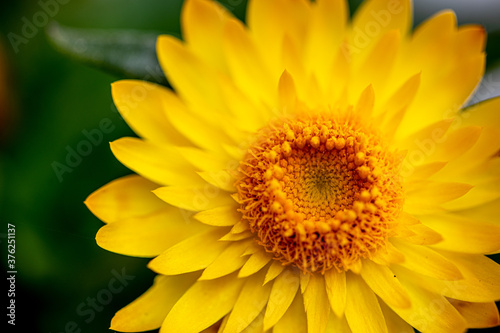 Gelbe Korbblüte Asteraceae, Makro, Nahaufnahme  photo