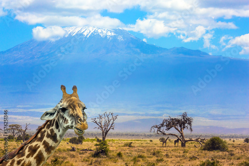 Funny giraffe at the foot of Kilimanjaro