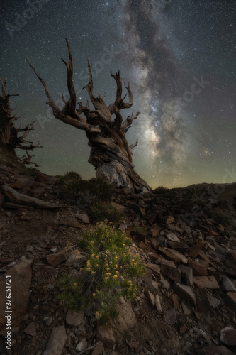 Ancient Bristlecone Pine Tree and flower under the Milky Way Galaxy