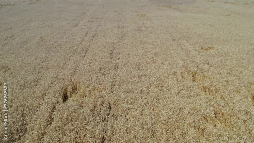 Field of corn Field of corn