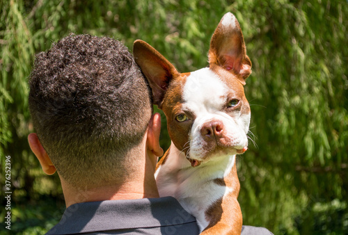 Quadro em tela adorable brindle Boston terrier looking quizzically with a tilted head at the ca