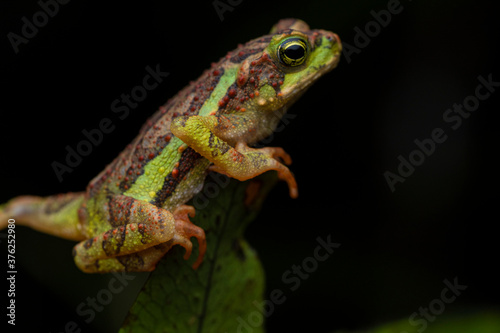 Crapaud (Incilius coniferus) / Equateur