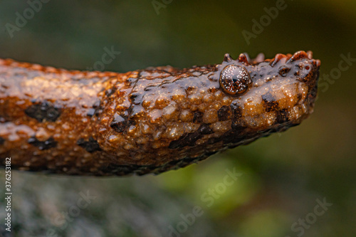 Serpent aquatique, Trachyboa boulengeri, Equateur
