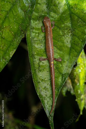 Salamandre, Bolitoglossa sima Equateur photo