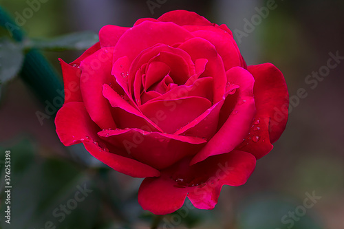 rosa nel pieno della fioritura