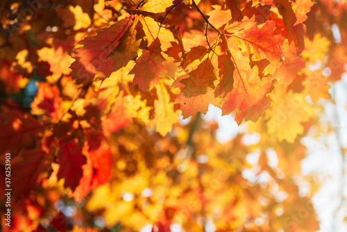 Autumn oak leaves background