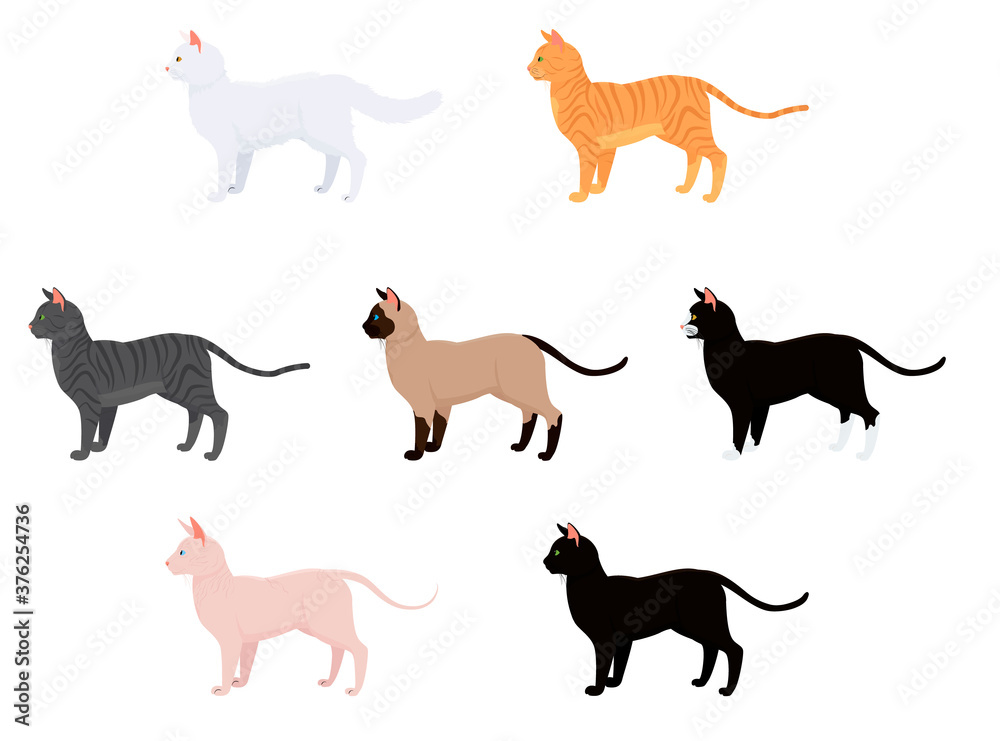 cat vector illustration isolated on white. set with different cat breeds and colors. sphynx siamese tabby cat
