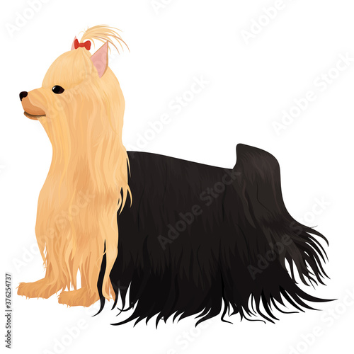 yorkshire terrier dog isolated on white. cartoon long haired yorkie dog with red bow vector illustration