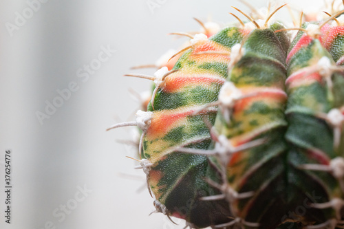 Selective focus colorful cactus plants in the pot.Gymnocalycuim and LB2178 type.Desert plant in the pots at the green house. photo
