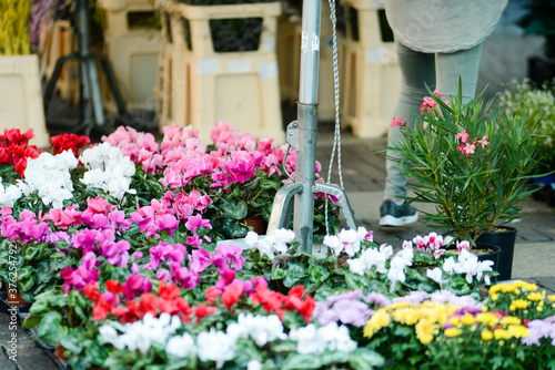 Flowers at the green market in Cremona, Italy , fall 2020 photo
