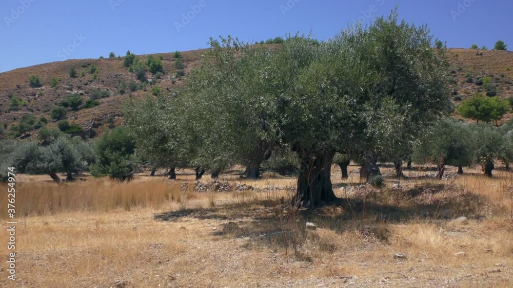 Olive grove in the background of a mountain landscape, slow zoom. Europe, Greece. Olive grove in the background of a mountain landscape, slow zoom. Europe, Greece.