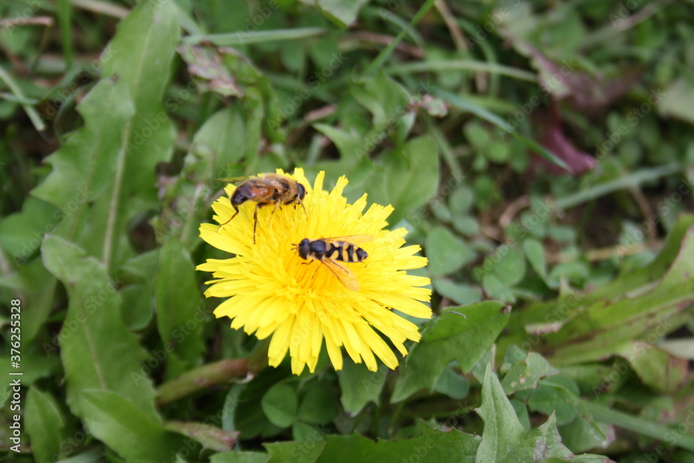 wild bees on yellow dandelion flower wild bees on yellow dandelion flower