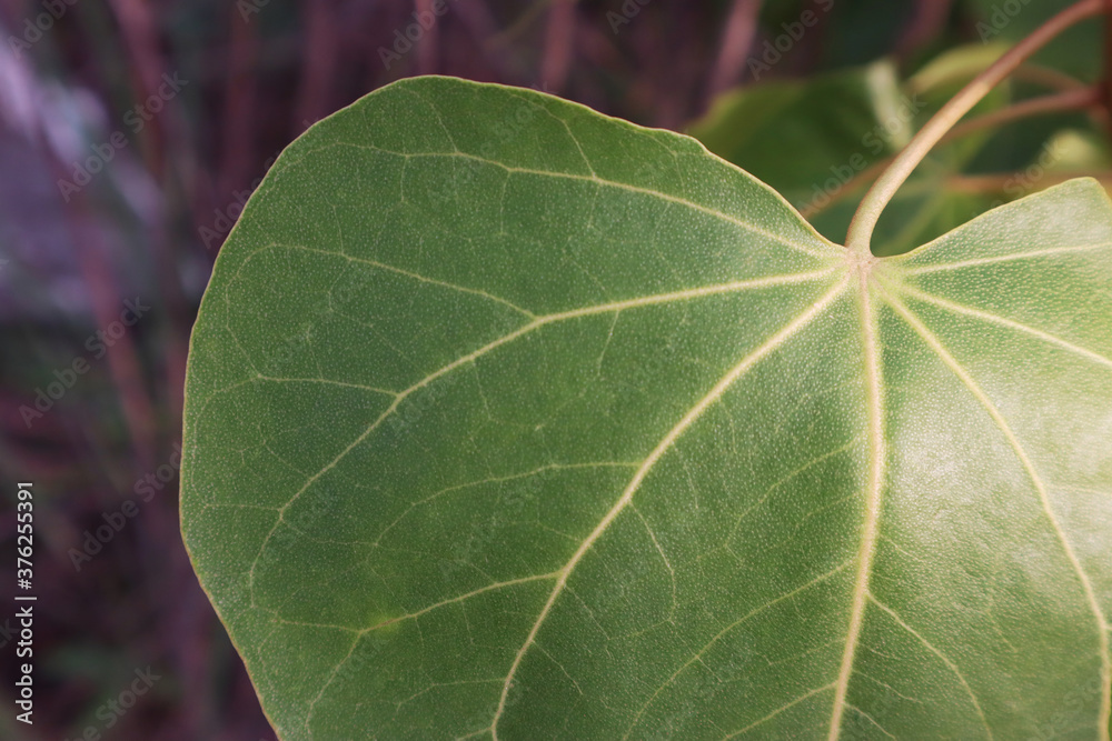 green leaf macro with yellow. green leaf macro with yellow.