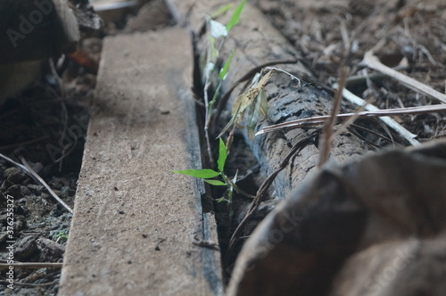 Wallpaper Mural wood stumps on the forest floor
 Torontodigital.ca