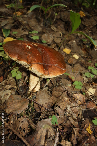 porcini mushrooms in the autumn forest