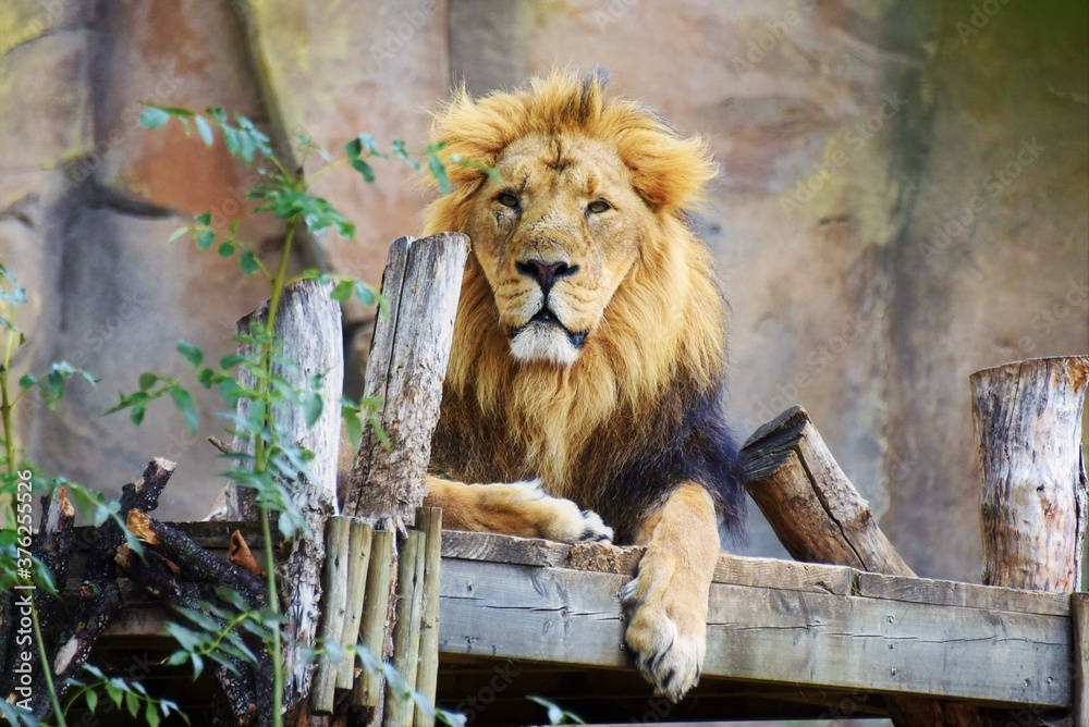 Majestic male lion looking straight to camera Majestic male lion looking straight to camera
