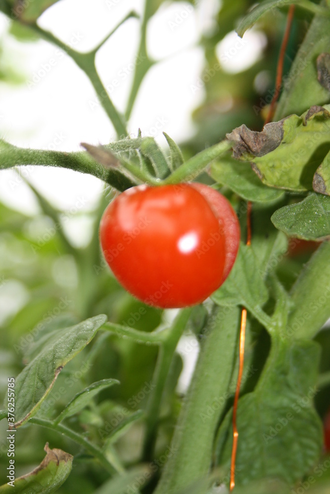 Obraz premium cherry tomato burst on a branch